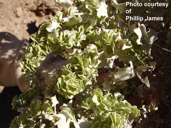  Atriplex hymenelytra